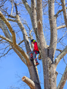 Climbing large tree