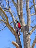 Tree care 3