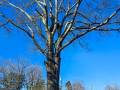 tree care 2