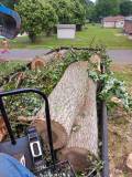 Tree care 4