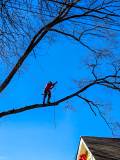 Tree care 6