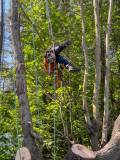 Tree care9