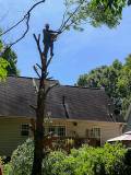 Tree care 8