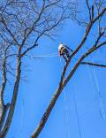 Tree care 10